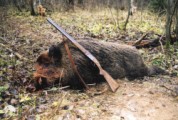 Из-за угрозы распространения африканской чумы свиней (АЧС) в Удмуртии разрешили отстрел 80% кабанов