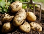 Жителей Глазовского района привлекут к ответственности за кражу картофеля