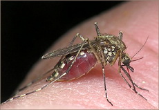 Жителям Удмуртии рекомендовали опасаться комаров