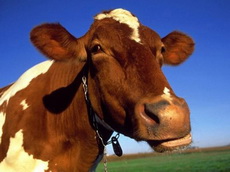 Производство молока в Удмуртии увеличилось на 5,8 процента