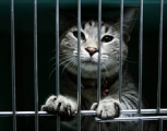 На Ставрополье приставы арестовали кота за долги его хозяина