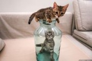 Варламов собрался продать котенка по кличке Ижевск на аукционе