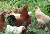 Судебные приставы в Удмуртии наложили арест на четырех куриц и петуха