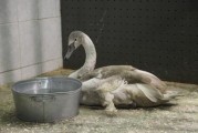 В Удмуртии спасли раненого лебедя