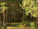 В лесах Удмуртии из-за жары был введен режим повышенной опасности