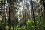 В Удмуртии ввели запрет на посещение лесов