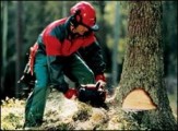 Житель Глазова подозревается в незаконной рубке деревьев на сумму 100 тысяч рублей
