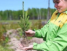 Более 10 тысяч гектаров леса восстановили в Удмуртии в 2023 году