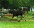 В Ижевск забежал очередной лось, поймать животное удалось на одной из детских площадок