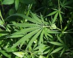 У жителя Сарапула изъяли более 2 килограммов марихуаны