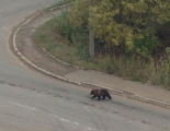 Второй день по ижевским улицам бегает медвежонок