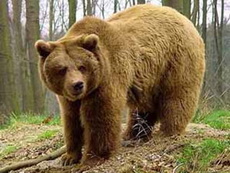 В Удмуртии медведь напал на егеря