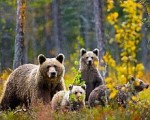 Под Глазовом в СНТ заметили медведицу с медвежатами