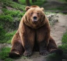 В республику пришла зима: медведи в зоопарке Удмуртии впали в спячку