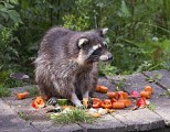 Жители республики могут принести овощи и фрукты для питомцев ижевского зоопарка