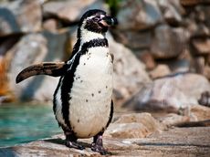 В зоопарке Удмуртии презентовали пингвинов Гумбольдта