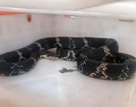 В Глазове спасатели поймали змею, которая пряталась в палисаднике