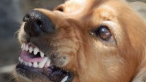 Глазовчанка получит компенсацию в размере 100 тысяч рублей за укус собаки
