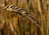 10 тысяч тонн зерна потеряла Удмуртии из-за жаркого лета