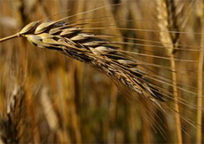 Площадь гибели зерновых культур в Удмуртии превысила 84 тысячи гектаров