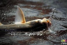 Жара стала причиной массовой гибели рыбы в Ижевском пруду