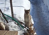 На глазовских улицах все чаще видят рысь