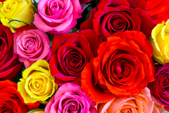 В Удмуртии собираются вырастить миллион роз