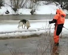 Спасатели глазовского поисково-спасательного отряда спасли собаку со льдины