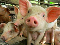 В Глазовский район привезли 19 мертвых свиней