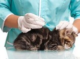 Выездная вакцинация домашних животных от бешенства пройдет в Глазове