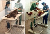 Лечение животных