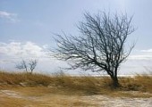 В Удмуртии с 31 марта ожидается ветреная погода