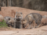 В зоопарке Ижевска родились редкие арктические волчата