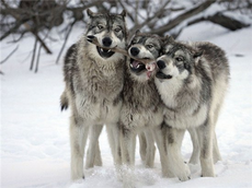 Министерство природных ресурсов Удмуртии опровергает информацию о появлении волчьих стай