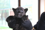 В Ижевский зоопарк переехал котенок черного ягуара