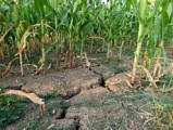В Удмуртии ввели режим ЧС из-за засухи